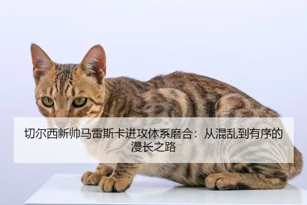 qie-er-xi-xin-shuai-ma-lei-si-ka-jin-gong-ti-xi-mo-he-cong-hun-luan-dao-you-xu-de-man-chang-zhi-lu-2-946.jpg